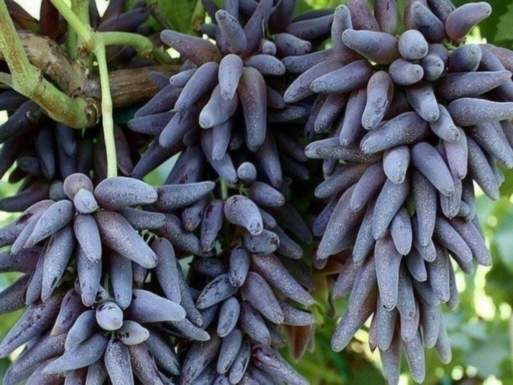 &nbsp; &nbsp; &nbsp;Хэллоуин&nbsp;